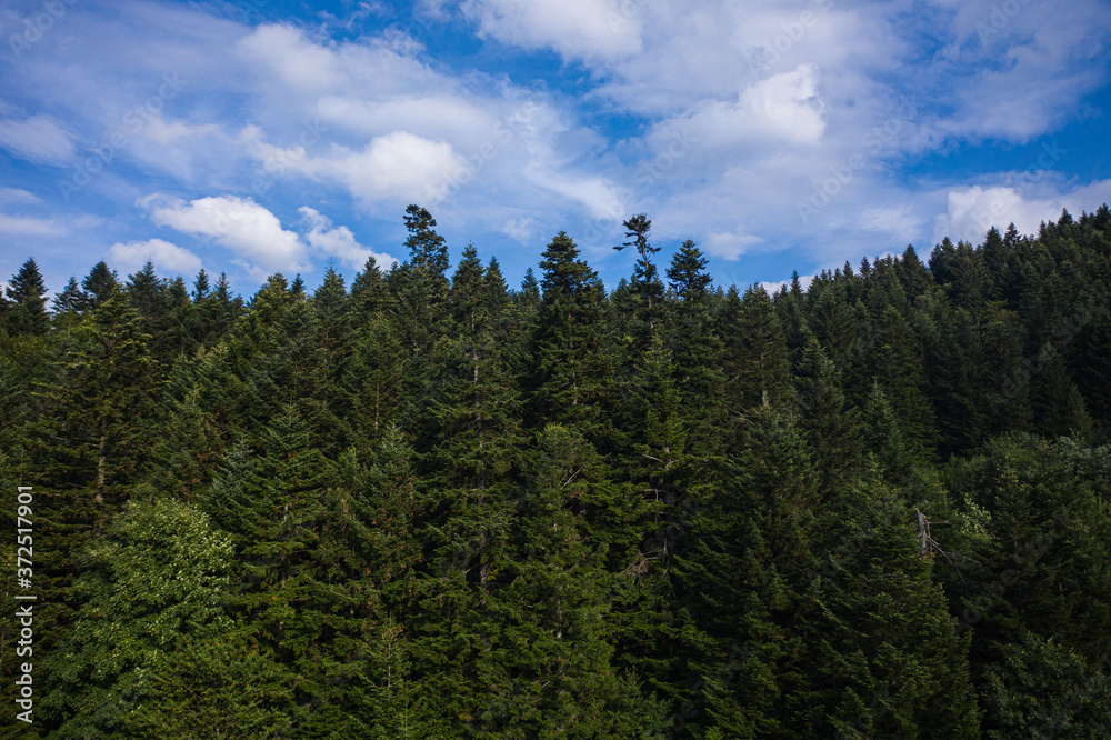Skole Beskids National Nature Park. View from drone on forest, mountain Skole Beskids National Nature Park. View from drone on forest, mountain