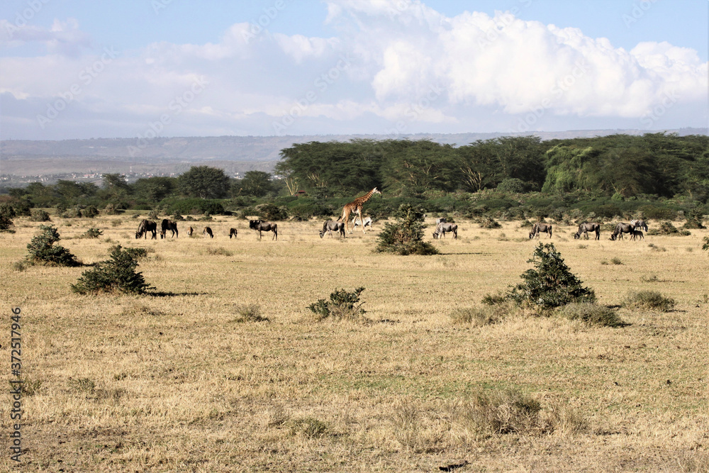 wildebeest and zebras in Kenya
