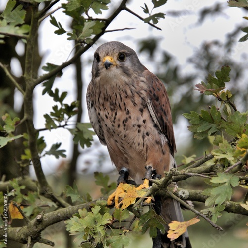 A view of a Kestrel in a tree