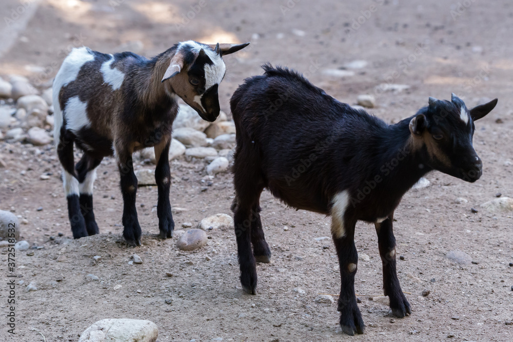 Young domestic goat capra aegagrus hircus looking at other s backside