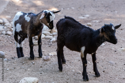 Young domestic goat capra aegagrus hircus looking at other s backside