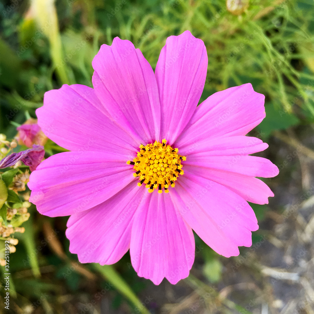 Purple Cosmos bipinnatus or Mexican aster flower has bloomed and blossomed in ornamental or botanical garden. Blurred background. Square format. Close-up. Purple Cosmos bipinnatus or Mexican aster flower has bloomed and blossomed in ornamental or botanical garden. Blurred background. Square format. Close-up.