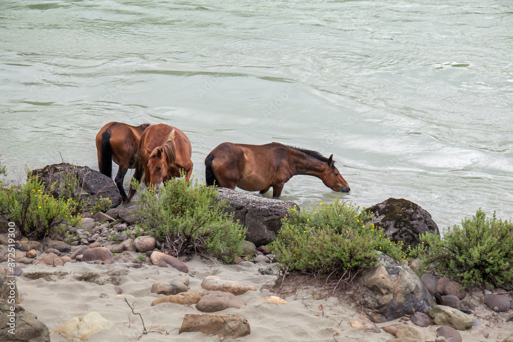 Bay horses descended to the mountain river for a watering hole. Wildlife of Siberia in Russia. Bay horses descended to the mountain river for a watering hole. Wildlife of Siberia in Russia.