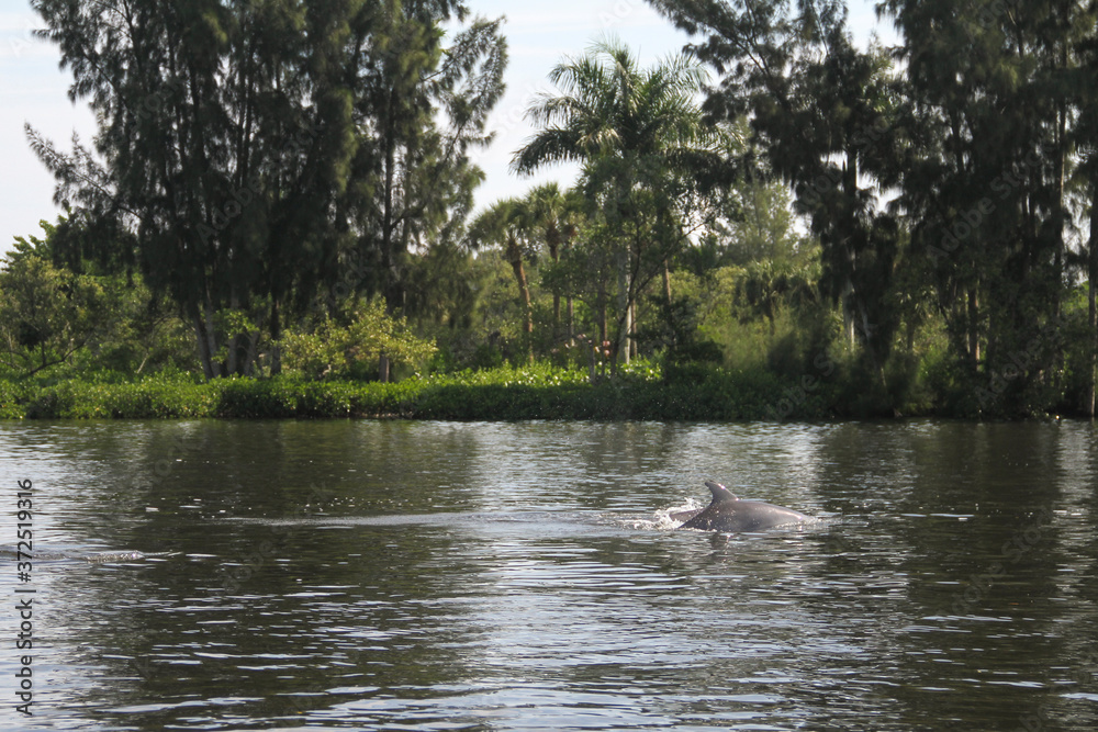 Dolphins Swimming in the Indian River Lagoon in Vero Beach, Florida seen while boating. Treasure Coast nature and wildlife. Dolphins Swimming in the Indian River Lagoon in Vero Beach, Florida seen while boating. Treasure Coast nature and wildlife.