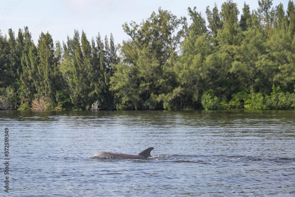 Dolphins Swimming in the Indian River Lagoon in Vero Beach, Florida seen while boating. Treasure Coast nature and wildlife. Dolphins Swimming in the Indian River Lagoon in Vero Beach, Florida seen while boating. Treasure Coast nature and wildlife.