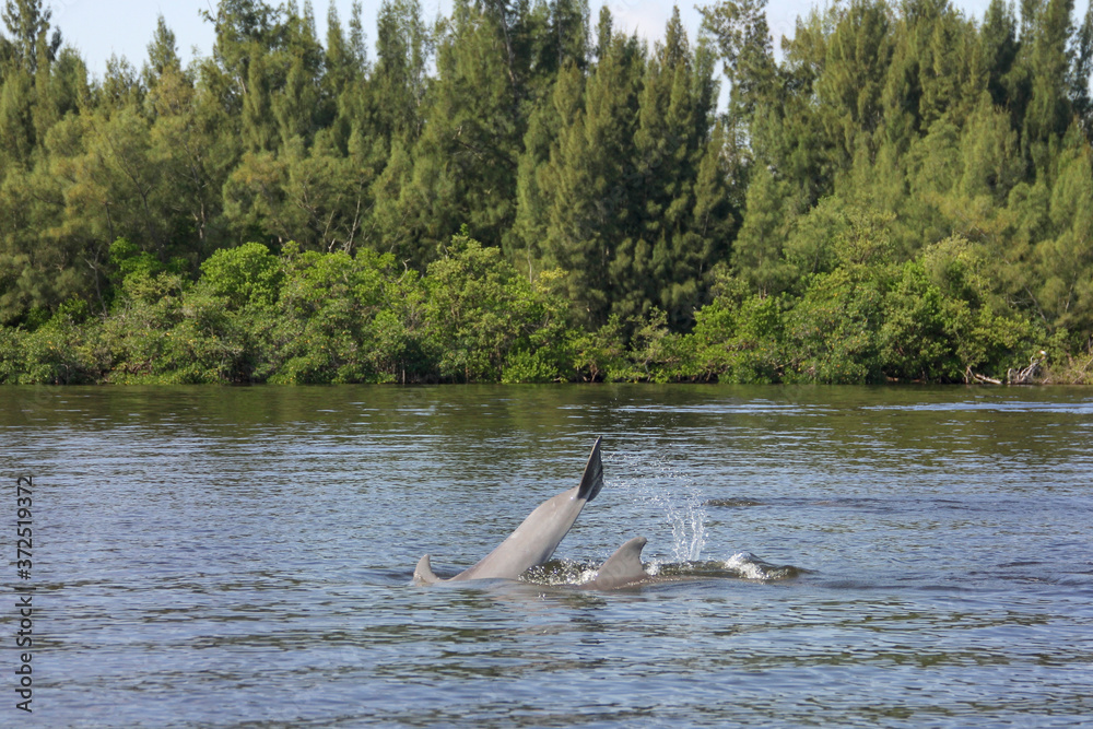 Fototapeta premium Dolphins Swimming in the Indian River Lagoon in Vero Beach, Florida seen while boating. Treasure Coast nature and wildlife. 