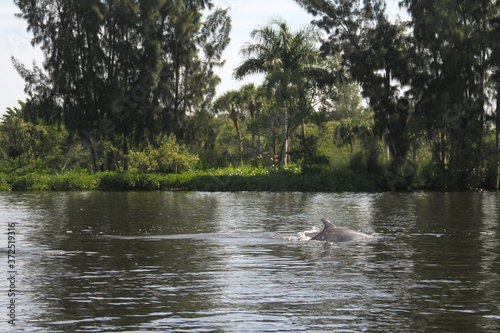 Dolphins Swimming in the Indian River Lagoon in Vero Beach  Florida seen while boating. Treasure Coast nature and wildlife. 