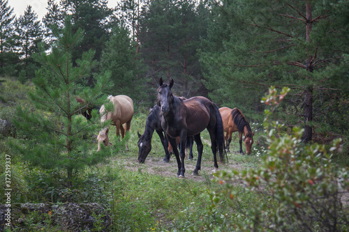 Horses of different colors are walking in the pine forest. Wildlife of Siberia in Russia. © rosimon