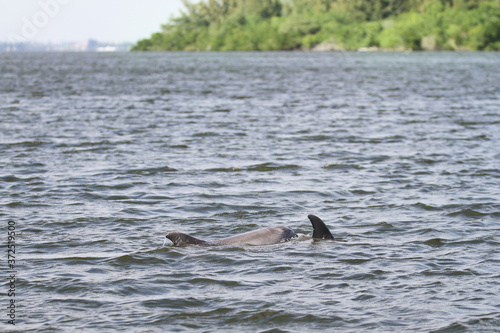 Dolphins Swimming in the Indian River Lagoon in Vero Beach, Florida seen while boating. Treasure Coast nature and wildlife. 