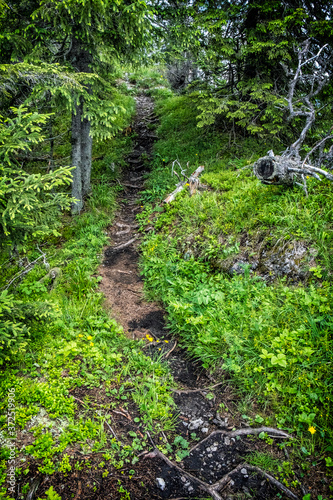 Footpath in coniferous forest, Low Tatras mountains, Slovakia