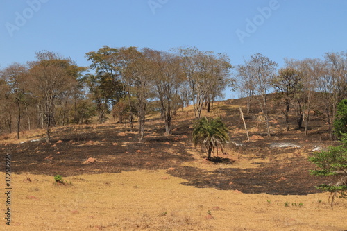 Paisagem com árvores após um incêndio 