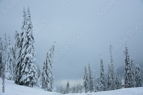 Snow covered pine trees during winter season, Obarsia Lotrului photo