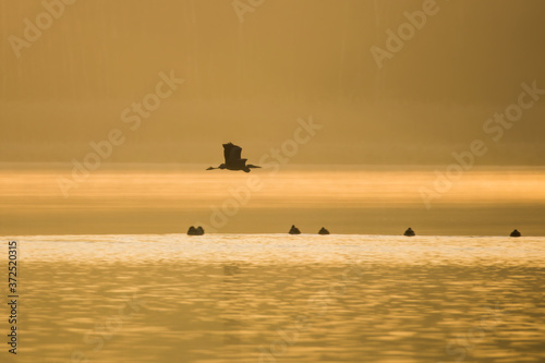 Czapla siwa Ardea cinerea leci o wschodzie słońca nisko nad wodą