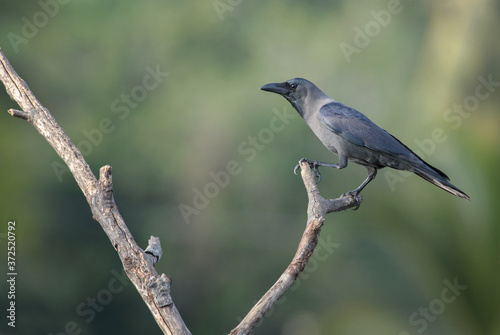 House Crow - Corvus splendens, common black crow from Asian forests and woodlands, Sri Lanka.