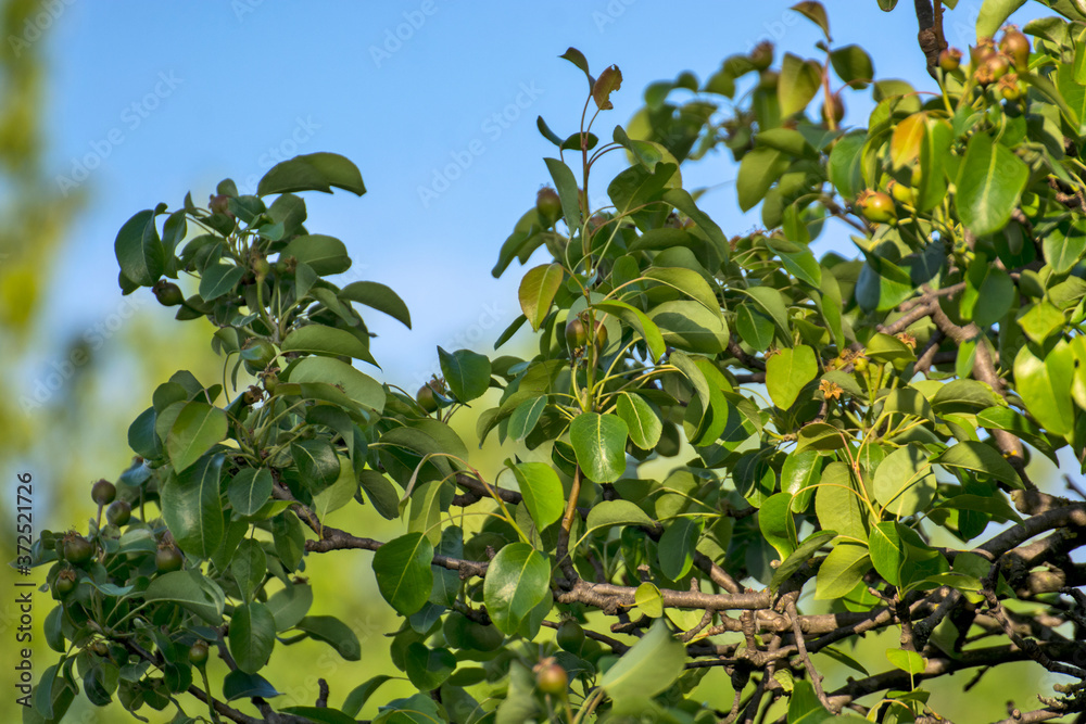 Young pears on a tree