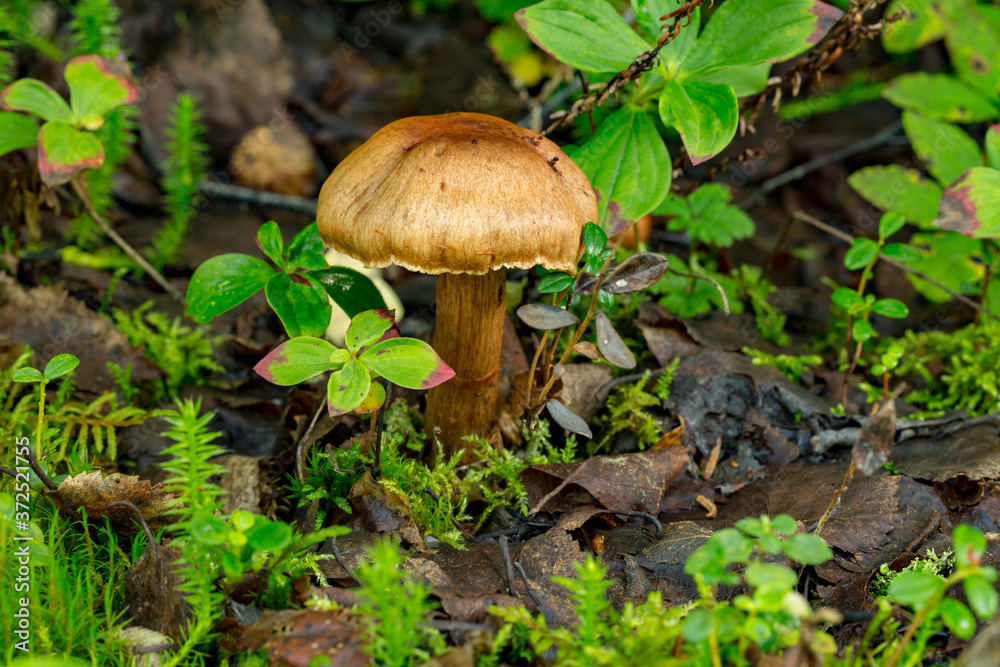 A mushroom growing in the tundra near Talkeetna, Alaska. A mushroom growing in the tundra near Talkeetna, Alaska.