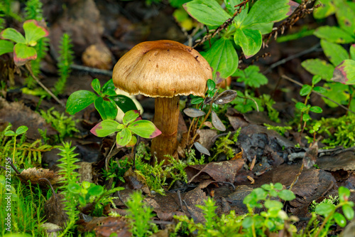 A mushroom growing in the tundra near Talkeetna, Alaska.