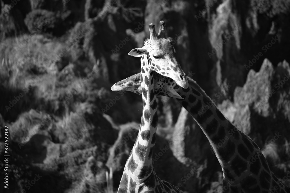 Fototapeta premium FUNNY GIRAFFES // LOVELY GIRAFFES