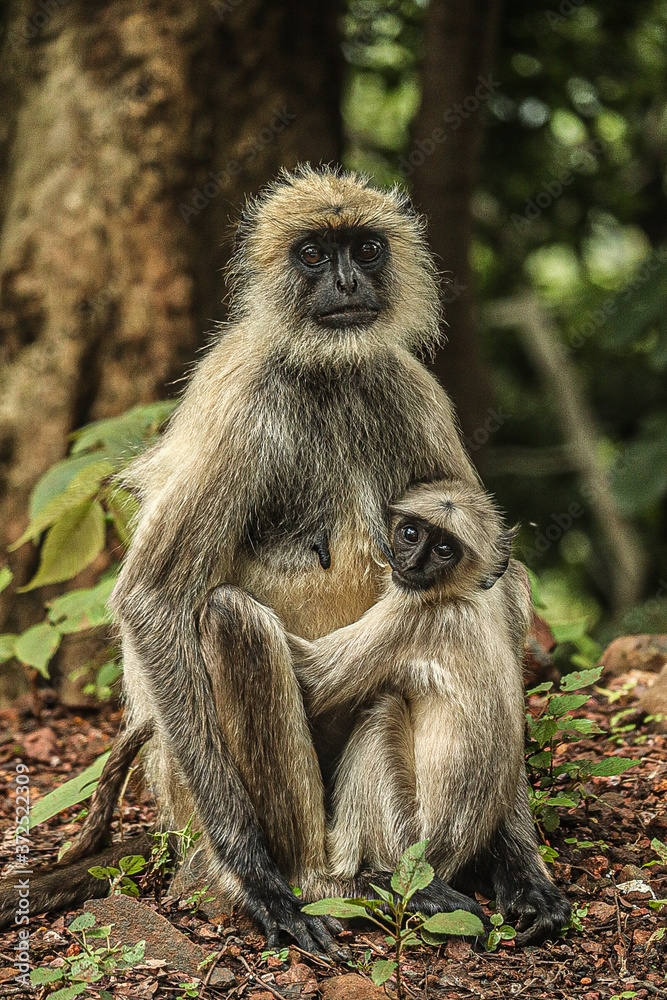 Obraz premium A mother 