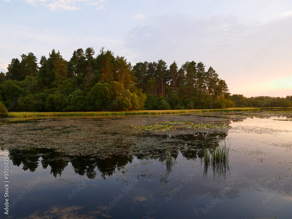 reflection of trees in water, vegetation on the water, sunset light. Loch Clarach, Scotland.