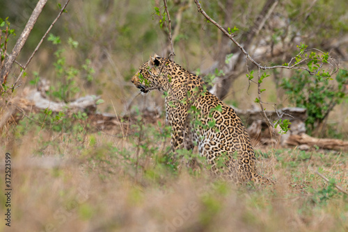 L  opard  Panth  re  Panthera pardus  Afrique du Sud