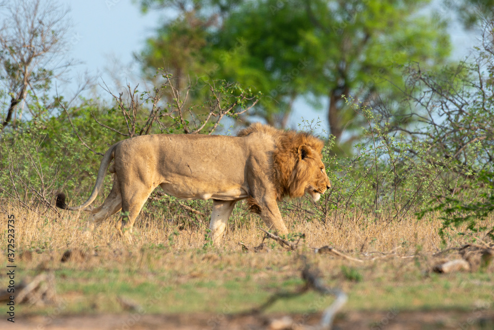lion, mâle, Panthera leo, Afrique lion, mâle, Panthera leo, Afrique