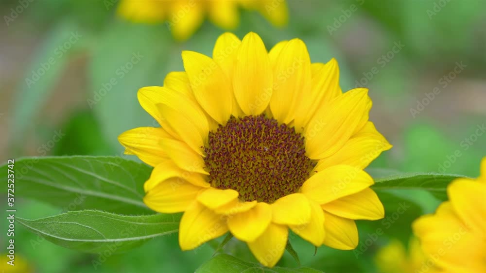 Close Up Of Sunflower in 4K Slow motion 60fps Close Up Of Sunflower in 4K Slow motion 60fps
