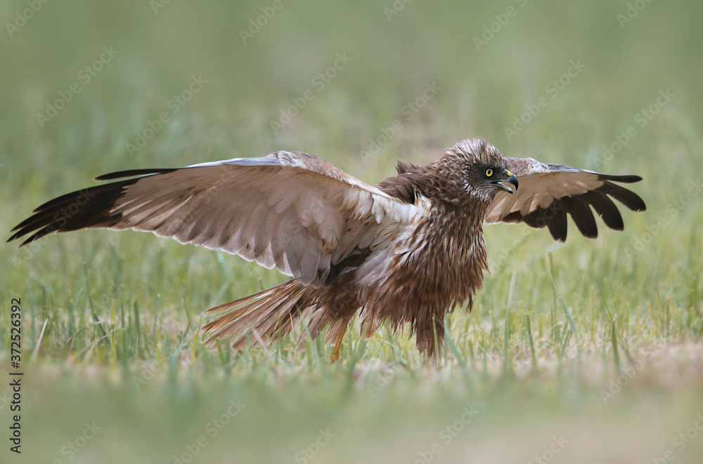 Obraz premium Błotniak stawowy