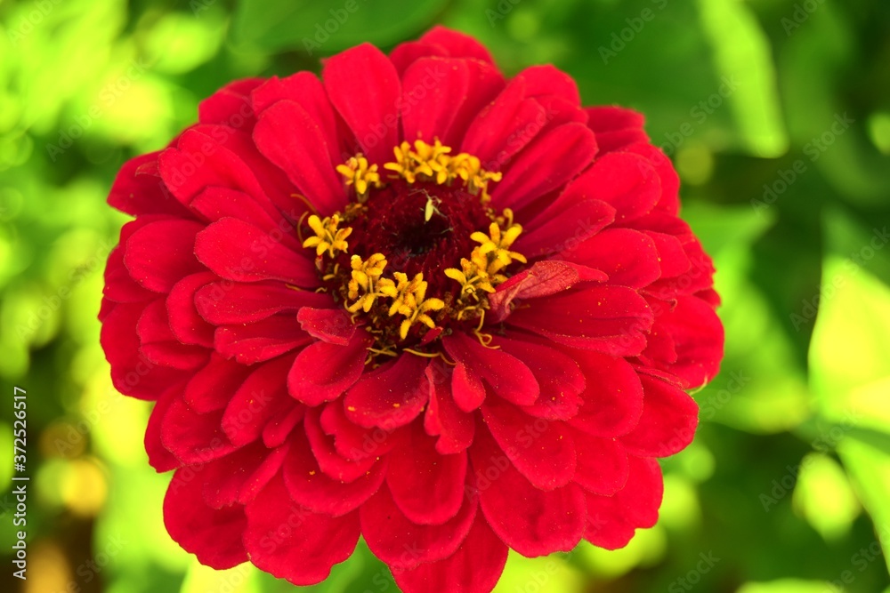 Obraz premium One red tsinia flower close-up soft focus. greeting card concept for mothers day, happy birthday and other holidays. Soft focus