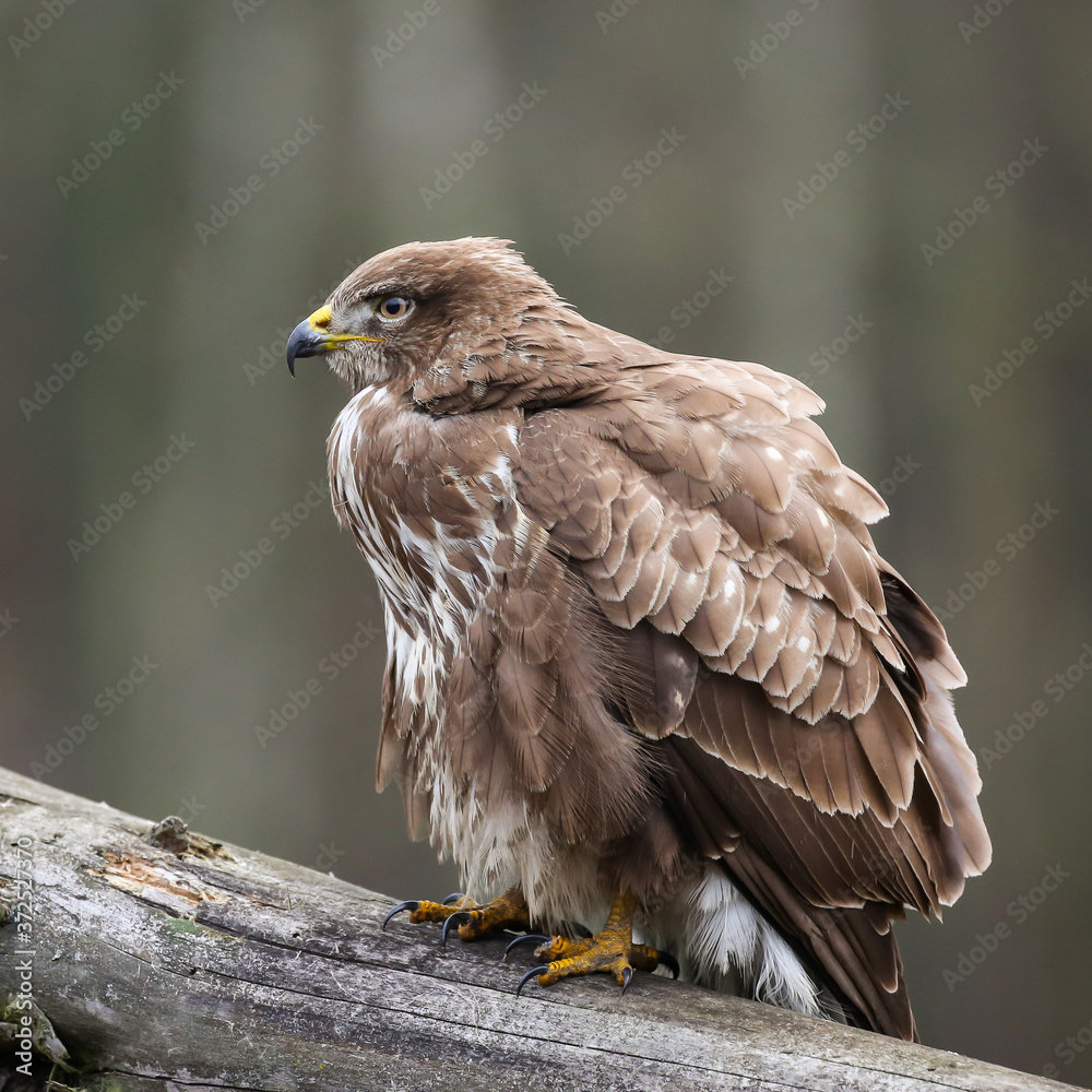 Fototapeta premium A portrait of a buzzard sitting on a branch with a blurred background