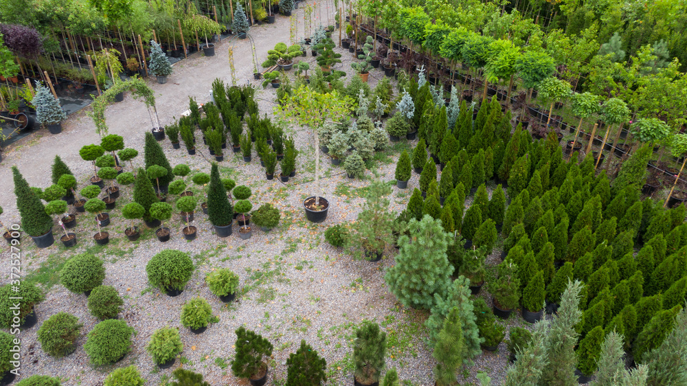 Different ornamental plants on the local farm to grow seedlings of trees and shrubs. A set of beautiful plants, a view from above. Plants from Ukraine