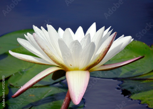 Water lilies in a pond