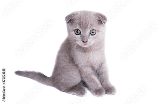 Cute scottish fold kitten sits isolated on white photo