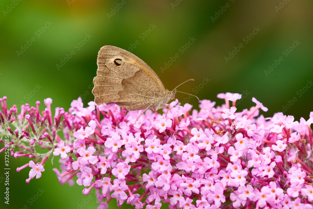 Fototapeta premium Kleines Ochsenauge (Hyponephele lycaon)