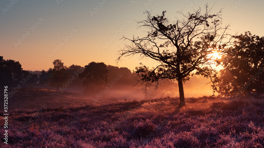 Westruper Heide, Heideblühen, Sonnenaufgang Westruper Heide, Heideblühen, Sonnenaufgang