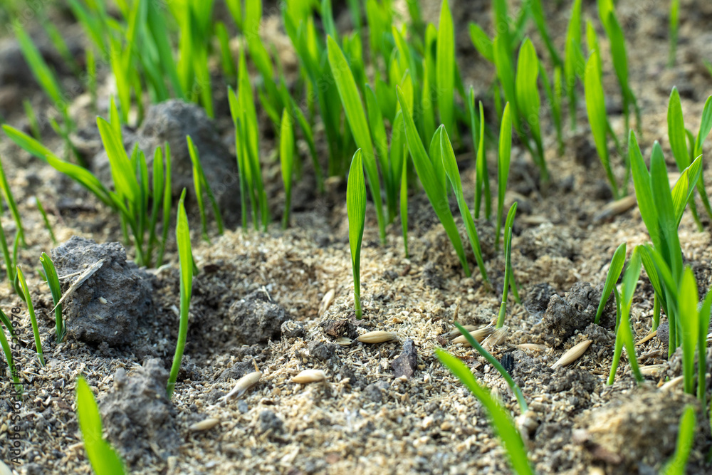 Fresh green spring gras closeup with sun. Lawn grass sprouting, sowing crops and grains Fresh green spring gras closeup with sun. Lawn grass sprouting, sowing crops and grains