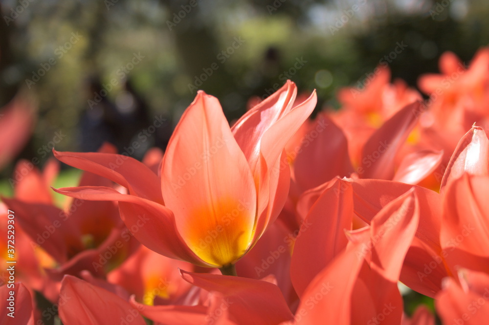 Shallow focus bright orange tulips in the sun Shallow focus bright orange tulips in the sun