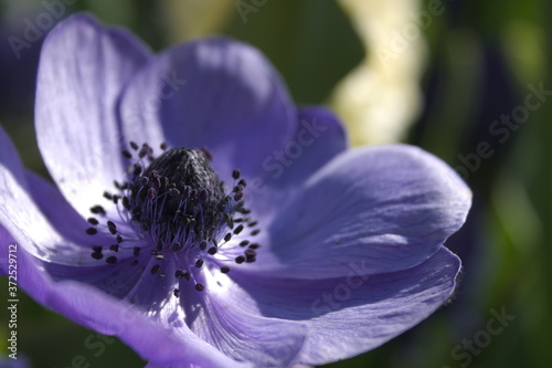 Open blue anemone flower in the sun (Anemonoides apennina) photo