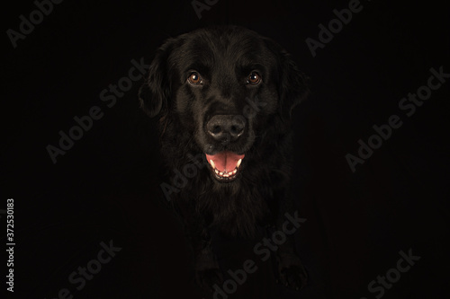 dogs in black studio © ANDRES VILLARRAGA