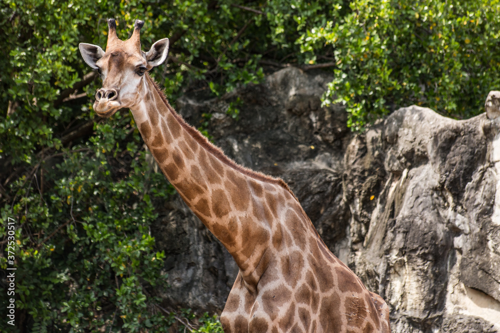 giraffe standing in the middle of the bush giraffe standing in the middle of the bush