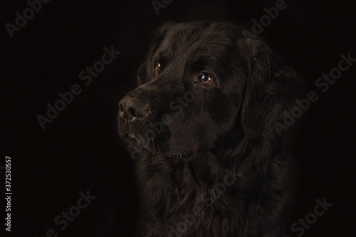dogs in black studio © ANDRES VILLARRAGA