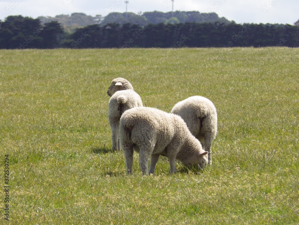 backside of three lamps gazing the green grass in farm. animal welfare in australia. sheep farming. backside of three lamps gazing the green grass in farm. animal welfare in australia. sheep farming.