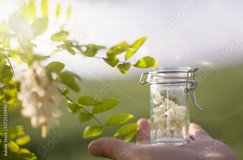Robinia (false acacia) essential oil (remedy, extract) bottle with fresh acacia flowers.