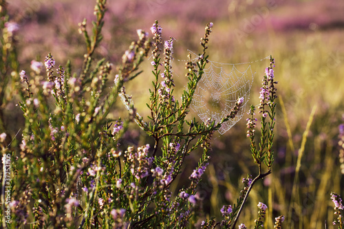 Westruper Heide, Heideblühen, Sonnenaufgang