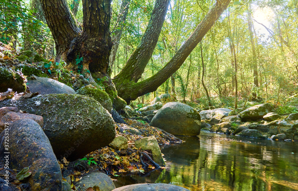 Nice summer landscape of river running the water over the rocks and with trees giving them the rays of the sun on their branches