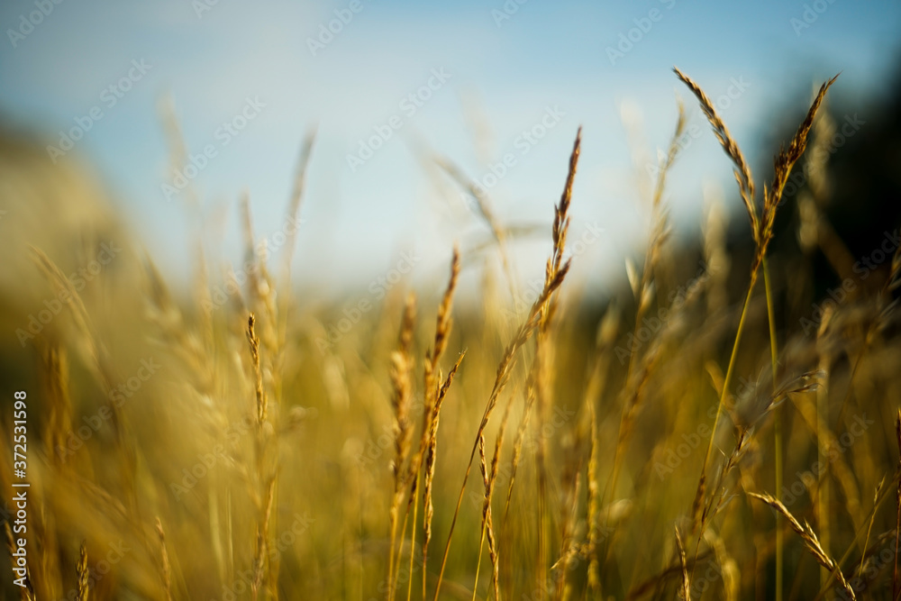 golden wheat field