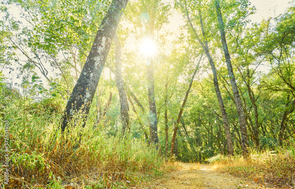 Obraz premium Summer landscape of trees with the sun's rays on their branches