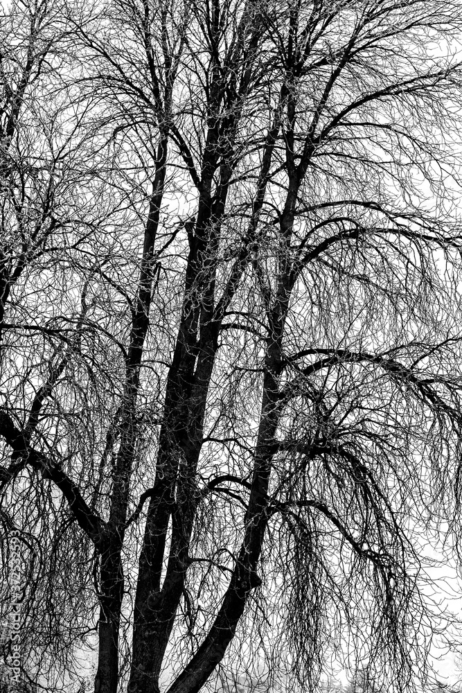 Black Tree Silhouette in Winter Black Tree Silhouette in Winter