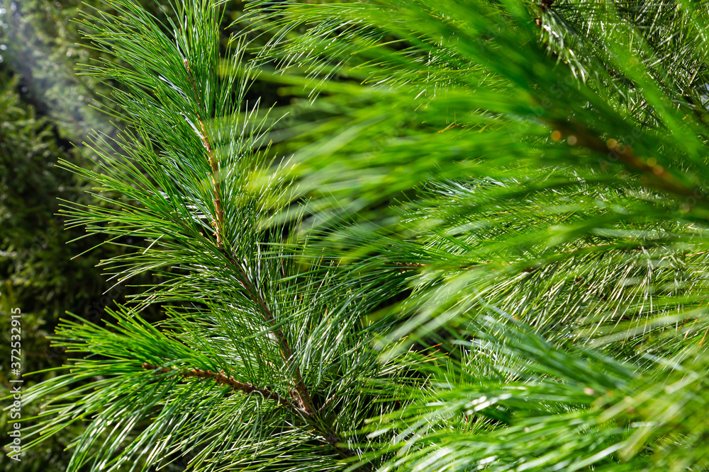 Spruce branch. Conifer tree. (spruce, larch, pine, cedar) Spruce branch. Conifer tree. (spruce, larch, pine, cedar)