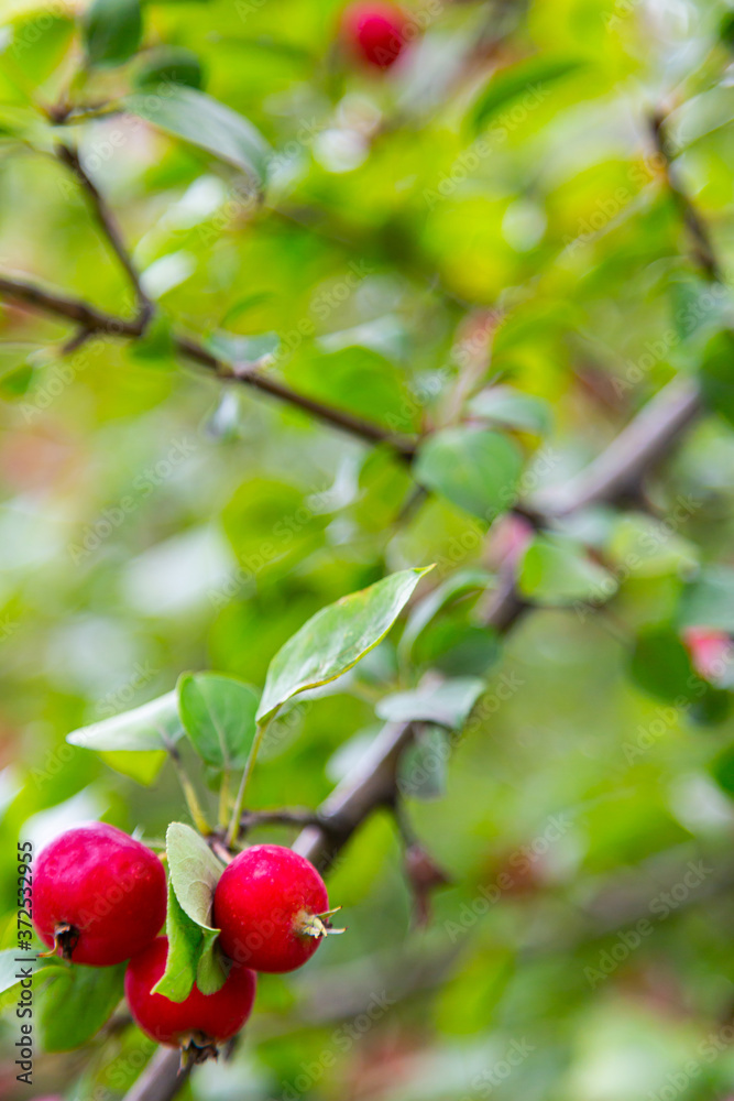 Obraz premium Apple tree branch with fruits. mid-August.